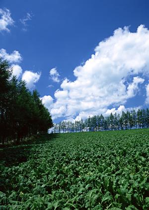 栃木市にある葬儀場「さがみ典礼 栃木昭和町」の特徴とサービス内容徹底解説